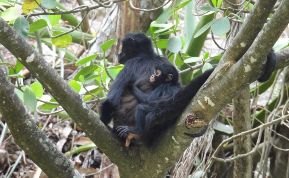 Conanp reporta el nacimiento de una tercera cría de mono araña en el área natural protegida Parque Nacional Cañón del Sumidero, Chiapas. Foto: Conanp