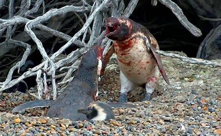 Pingüino encuentra a su pareja con 'amante' y desata sangrienta pelea