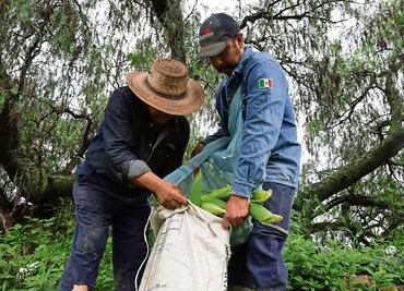 Productores de elotes prevén ganancias de 30 mil pesos