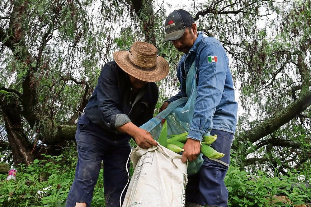 Salomón Mendoza y su hijo David tienen casi cinco hectáreas de terreno en las que cultivan rábanos, lechuga y uno de los alimentos más vendidos en esta temporada, elotes. Foto: de Yaretzy M. Osnaya. EL UNIVERSAL
