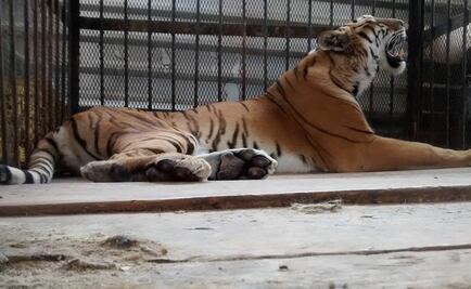Aseguran tigre de bengala en SLP