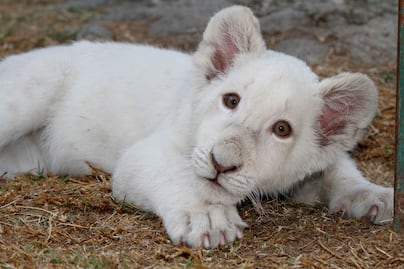 Nombran “Xonotli” a cachorro de león blanco de Tlaxcala