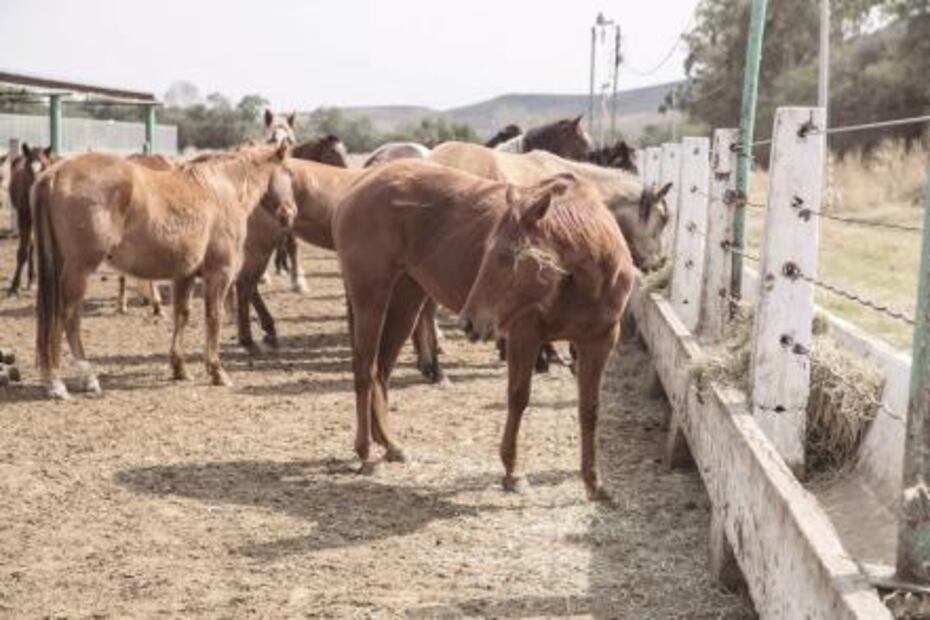 Carne de caballo mexicana, platillo gourmet de exportación