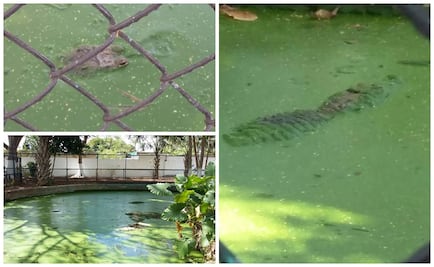 Aseguran 7 ejemplares de cocodrilo en zoo de Mérida