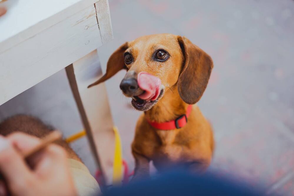 Ciudad de México, cada vez, tiene más espacios pet friendly. Conoce algunos de estos lugares. Foto: Pexels