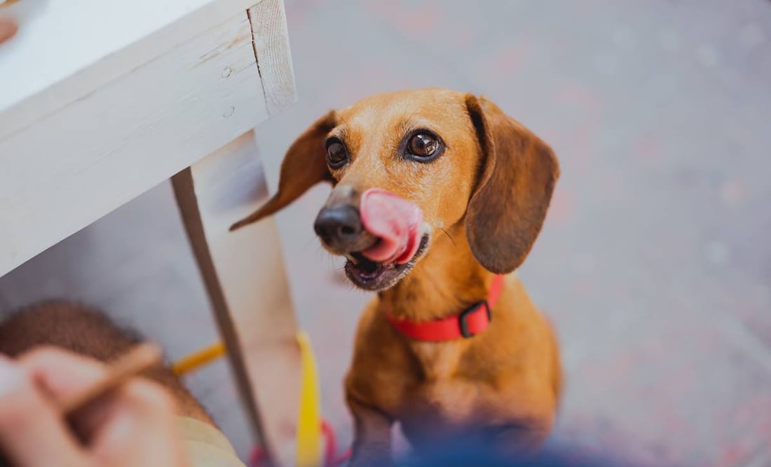 Ciudad de México, cada vez, tiene más espacios pet friendly. Conoce algunos de estos lugares. Foto: Pexels