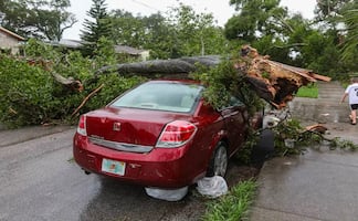Qué hacer si un árbol daña tu auto esta temporada de lluvias