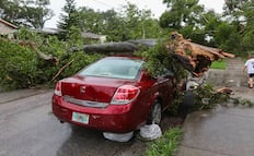 Qué hacer si un árbol daña tu auto esta temporada de lluvias