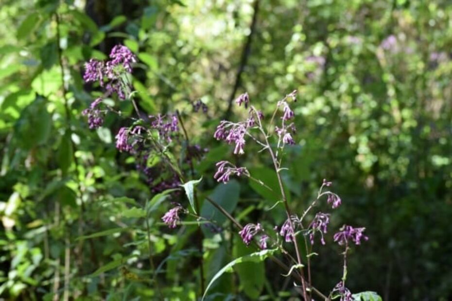 Ante falta de néctar, mariposas monarcas reducen su presencia en México