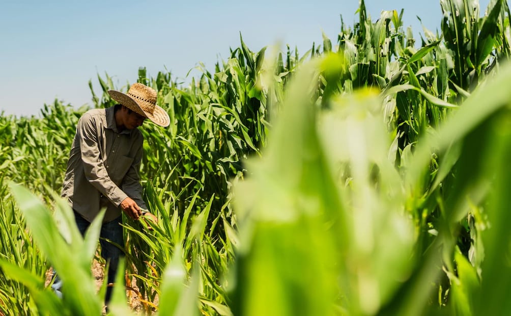 La falta de gas natural es un obstáculo para fortalecer la seguridad alimentaria. Foto: Cortesía