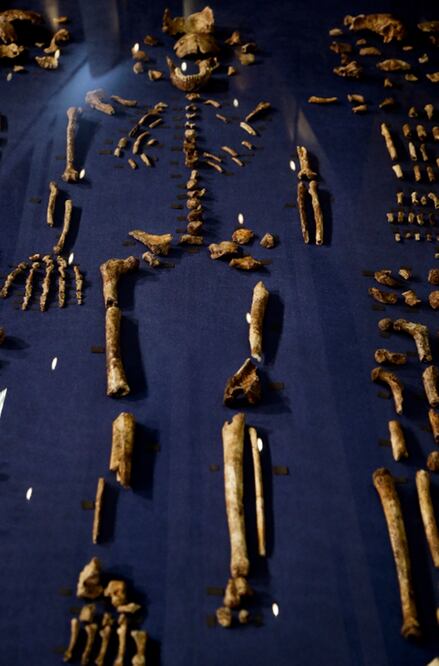 Los restos del homínido tienen rasgos del 'Australopithecus' (THEMBA HADEBE. AP)