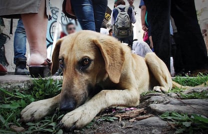 Ubican a cuatro perros con Covid-19 en la CDMX