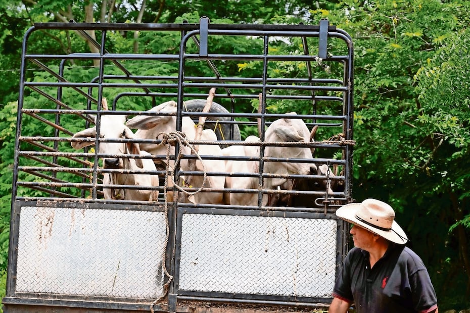 Isabel Mateos Hinojosa: