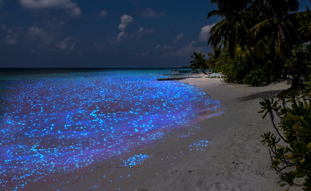 Playa con bioluminiscencia. Foto: iStock