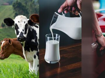 ¿Combustible hecho de leche? Es posible y será producido en EUA