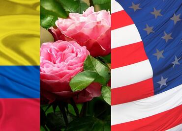 ¿San Valentín sin rosas? Disputa comercial con Colombia amenaza importación de flores a EU; compradores y floristas se verían afectados