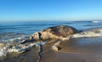 Muere una ballena jorobada tras encallar en playa de Cerritos en Mazatlán 