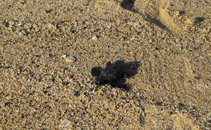 Liberan a 58 crías de tortuga golfina en Oaxaca