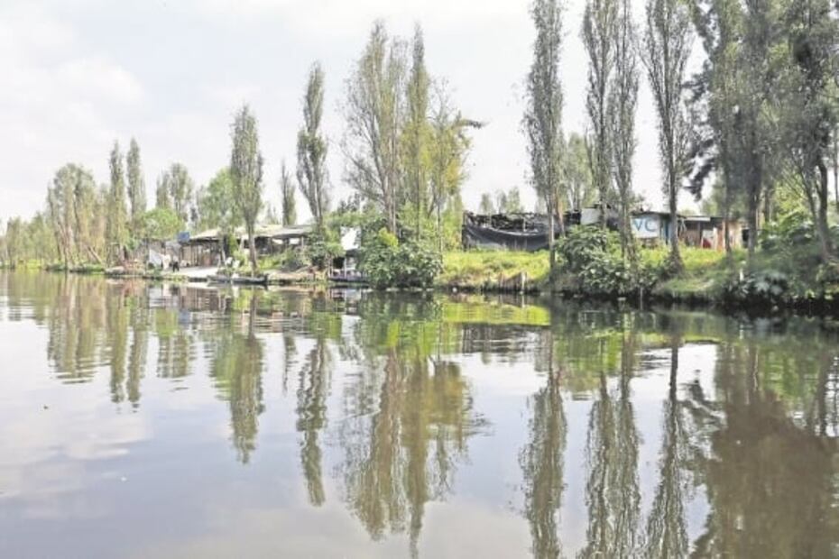 Ahuejotes, los viejos guardianes de las chinampas