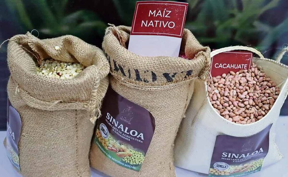 El gobierno del estado estima que con la venta de la producción de maíz de 2026 se logrará una derrama económica superior a los 30 mil millones de pesos. Foto: Especial