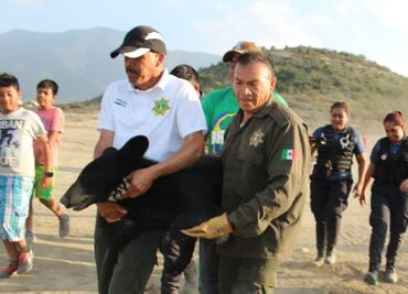 Capturan oso negro hambriento en Saltillo