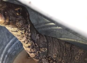 Capturan a lagarto exótico en comunidad de Tlaxcala