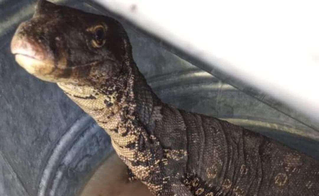 Capturan a lagarto exótico en comunidad de Tlaxcala. Foto: especial