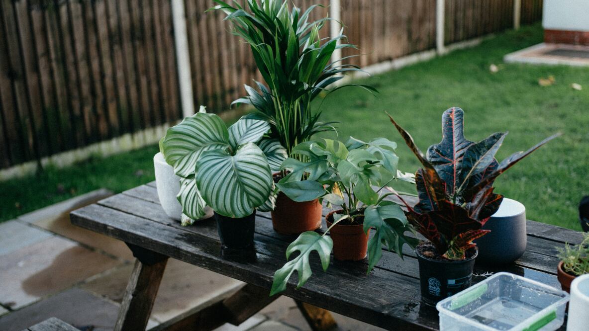 Plantas | Fuente: Unsplash