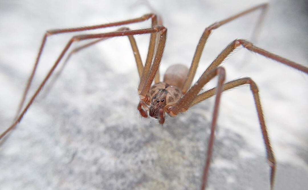 En México, la temporada de la araña violinista comienza con las lluvias. Foto: UNAM / Alejandro Valdez Mondragón