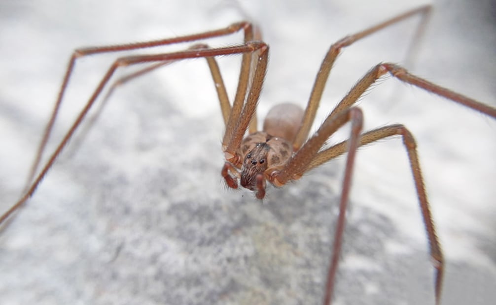 En México, la temporada de la araña violinista comienza con las lluvias. Foto: UNAM / Alejandro Valdez Mondragón