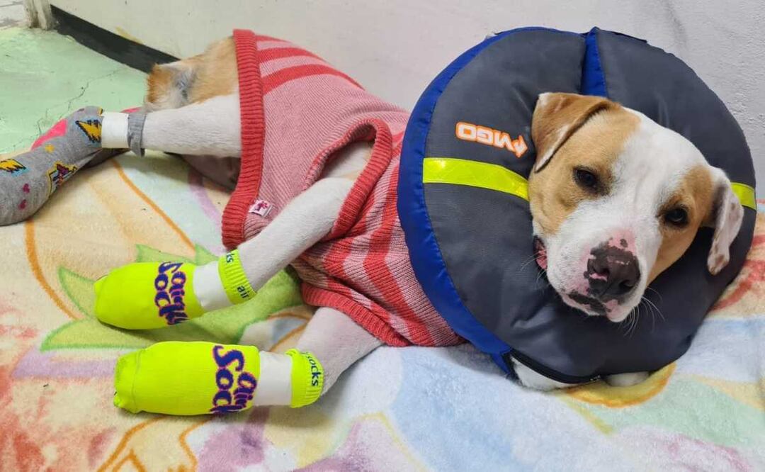 La difusión en redes sociales del rescate del can permitió que una persona acudiera al CTC y reconociera al lomito, para reclamarlo como suyo. Foto: Especial