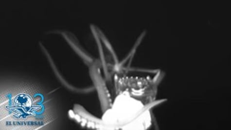 Graban a un calamar gigante al merodear en el Golfo de México