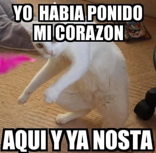 Vamos a celebrar el día del gato con los mejores 5 memes