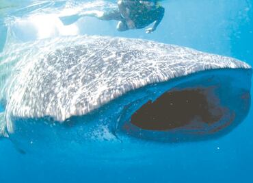 Un gigante en peligro prefiere a México