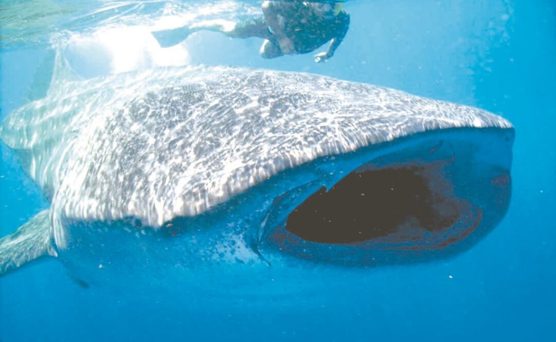 Foto: Archivo/El Universal