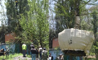Xochimilco suma un nuevo ahuehuete; Sedema refuerza conservación de humedales en Cuemanco
