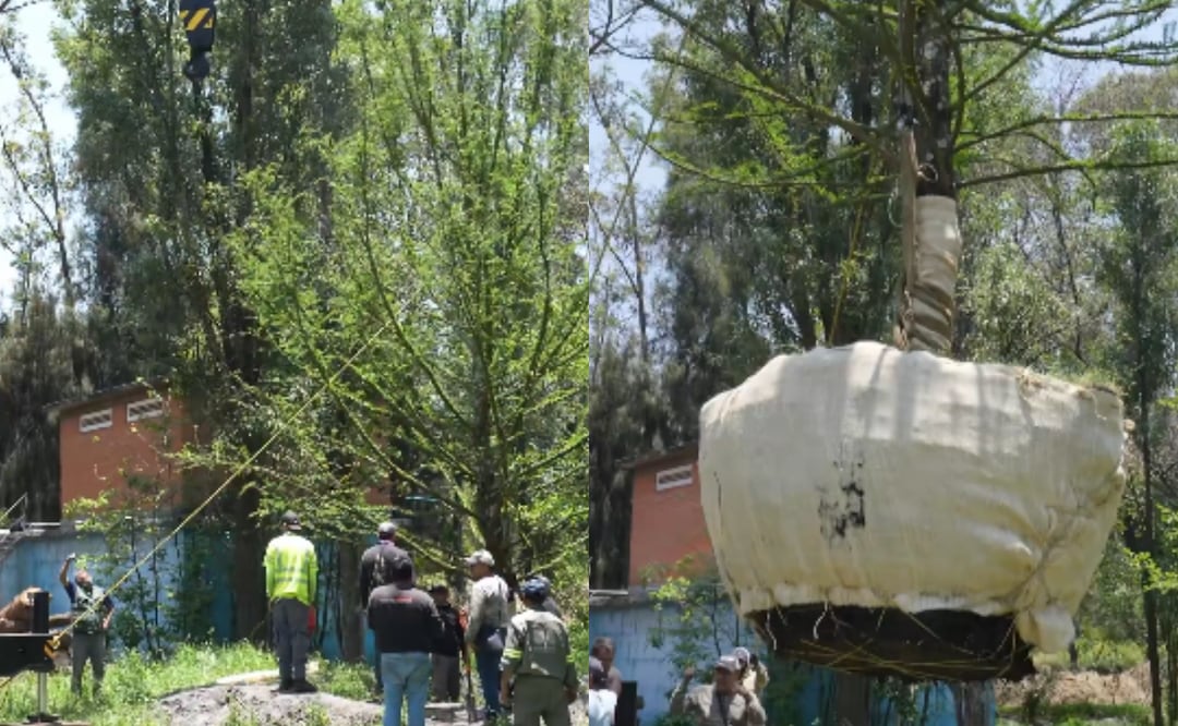 Xochimilco suma un nuevo ahuehuete; Sedema refuerza conservación de humedales en Cuemanco. Foto: Captura de pantalla