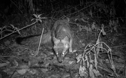 Sedema reporta 596 tipos de fauna en el desierto de los Leones 