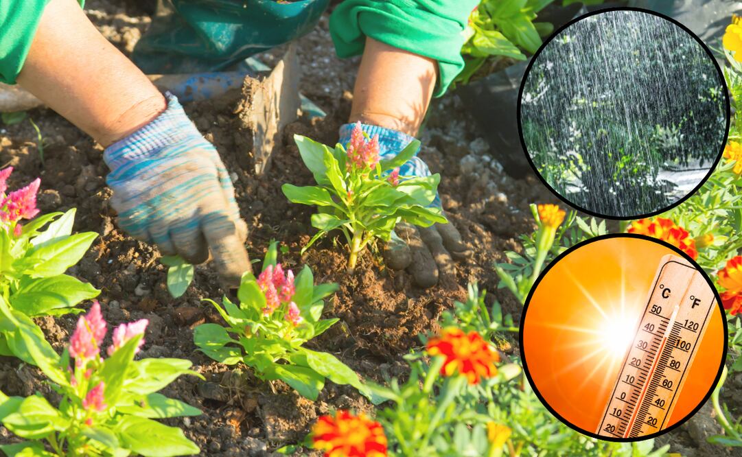 Conoce algunos tips para proteger a tus plantas de la lluvia y el calor extremo. Foto: Archivo
