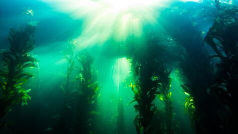 Cómo son los exuberantes bosques submarinos del Ártico 