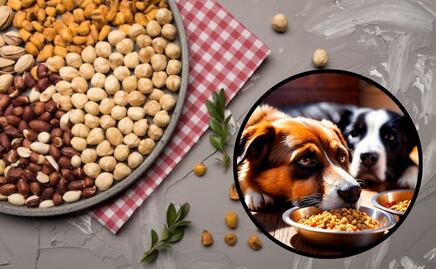 Los beneficios de comer garbanzo para tu perro, según veterinaria