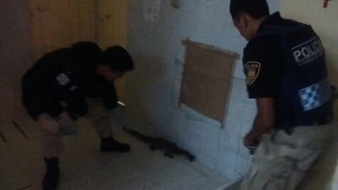 Pide PVEM investigar aparición de caimán en un mercado