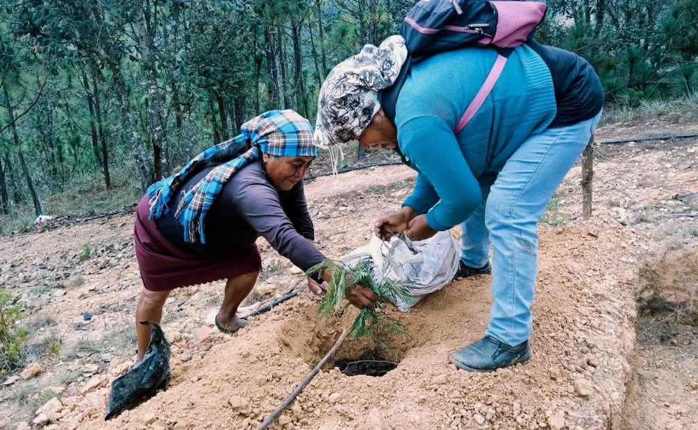 Alistan Jornada de Reforestación 2026 en México (07/08/2026). Foto: Especial