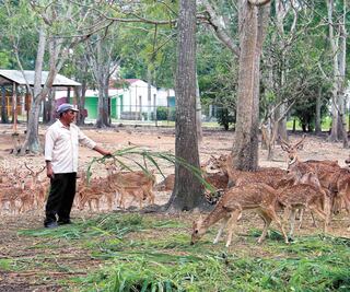 Alistan rescate de 113 venados abandonados