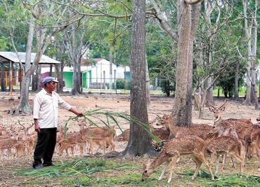 Alistan rescate de 113 venados abandonados