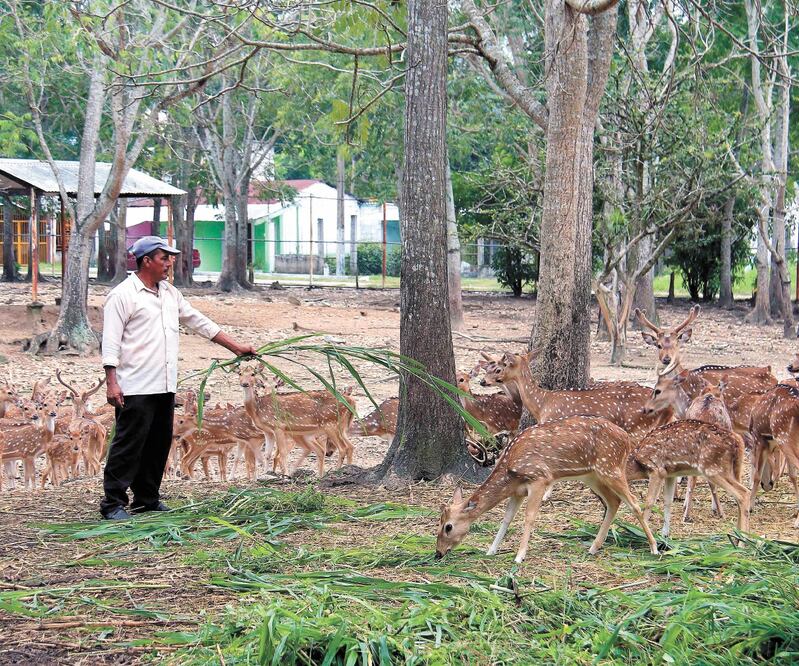 Personal de la Profepa encontró a los venados en malas condiciones físicas; son alimentados por un cuidador. LUMA LÓPEZ. EL UNIVERSAL