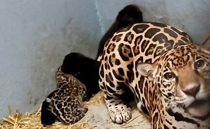 ONU advierte del riesgo de nuevas enfermedades por el comercio ilegal de fauna salvaje