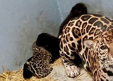 ONU advierte del riesgo de nuevas enfermedades por el comercio ilegal de fauna salvaje