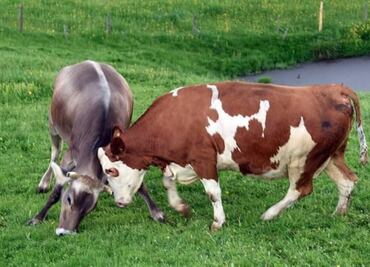 Niño de 7 años es golpeado en la cabeza por una vaca en Tamazula, Durango