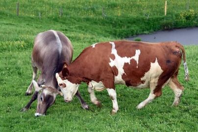 Niño de 7 años es golpeado en la cabeza por una vaca en Tamazula, Durango